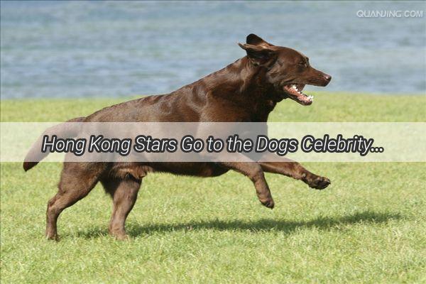 Hong Kong Stars Go to the Dogs Celebrity Canines Capture the Heart of Hong Kong